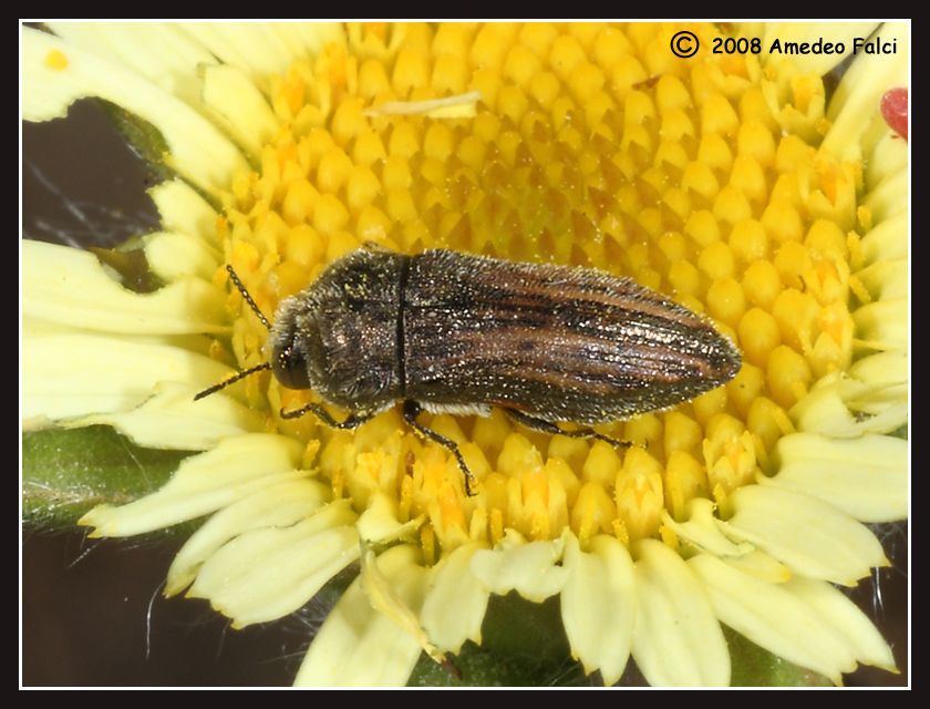 Buprestidae siciliano  del genere Acmaeoderella (?) da ID